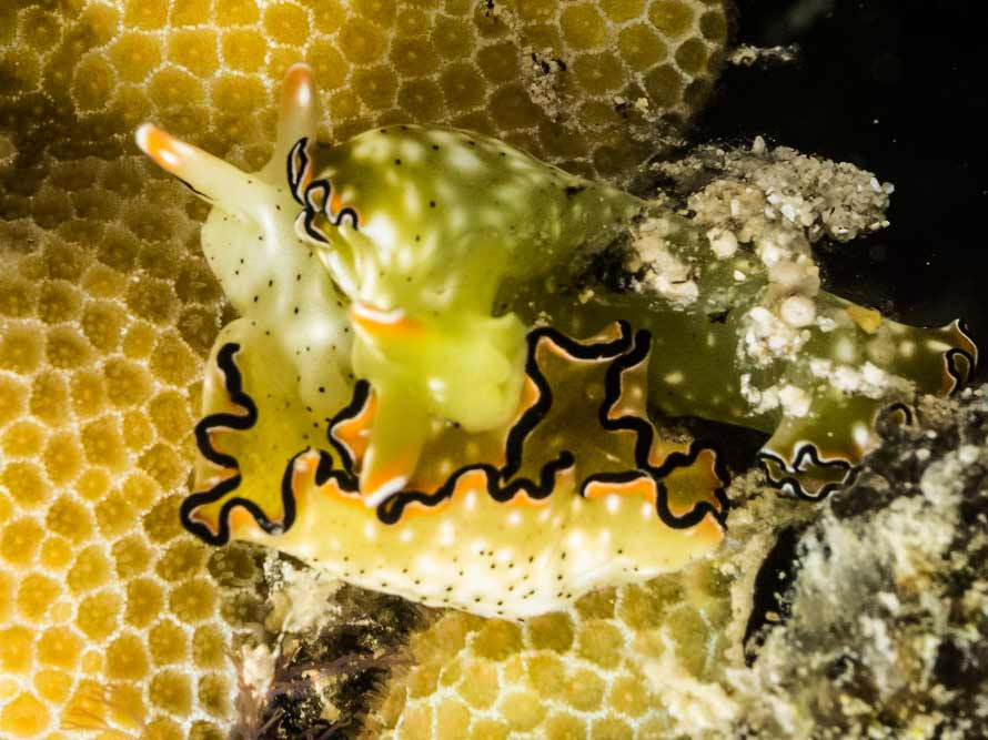 Elysia marginata